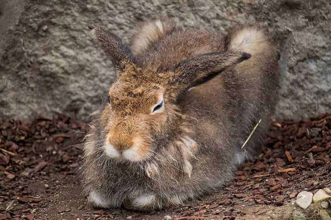 how to clean rabbits feet urine