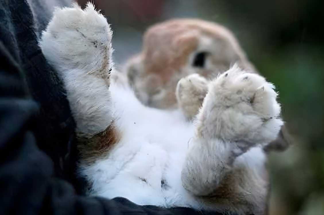 how to clean rabbits feet