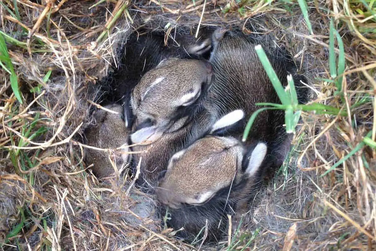 how to tell how old a baby bunny is