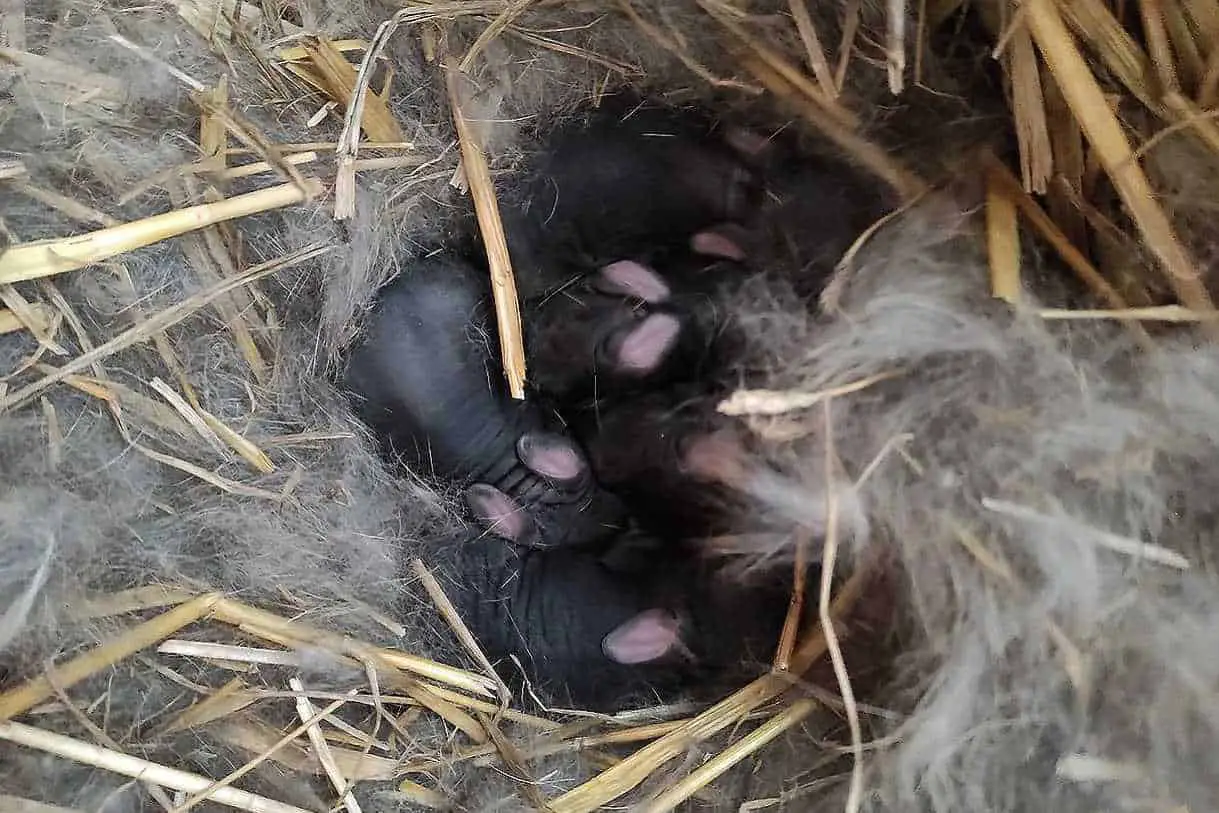 how to tell how old a baby rabbit is