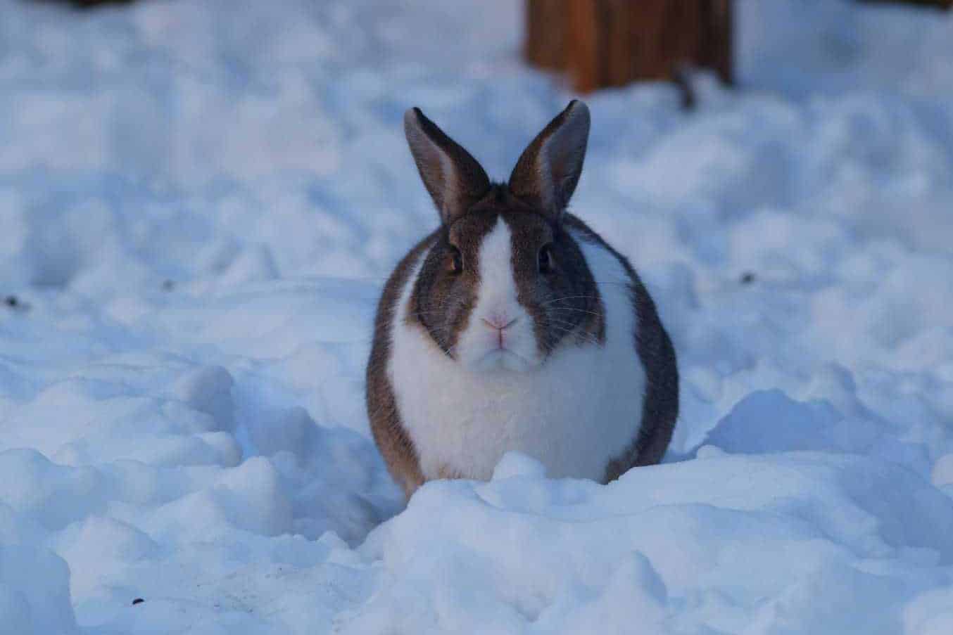 ideal temperature for rabbits