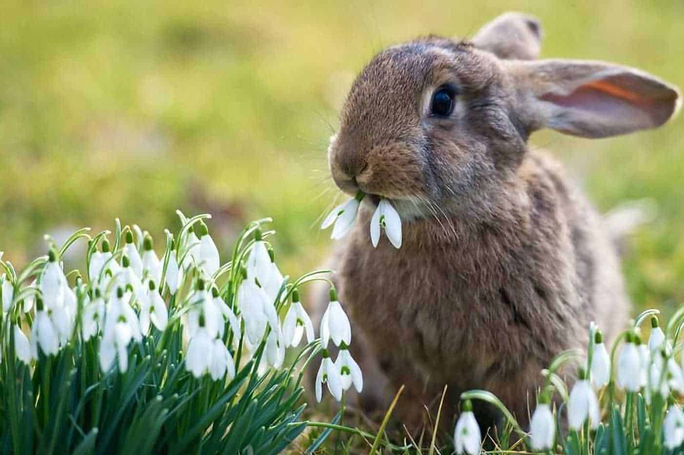 is a rabbit a carnivore