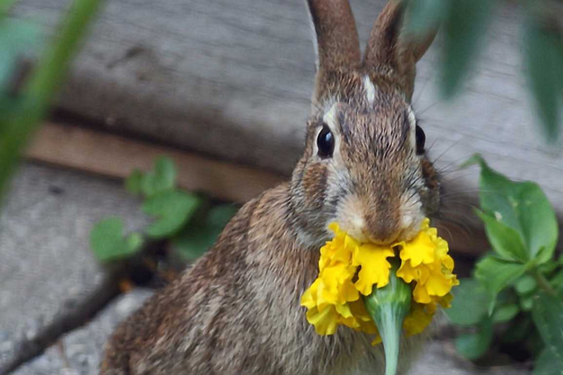 is a rabbit an omnivore