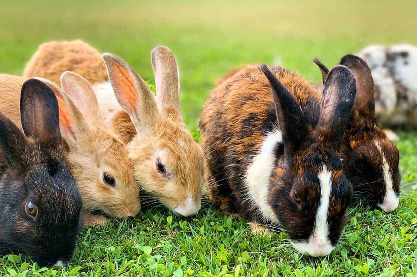 life cycle of a bunny