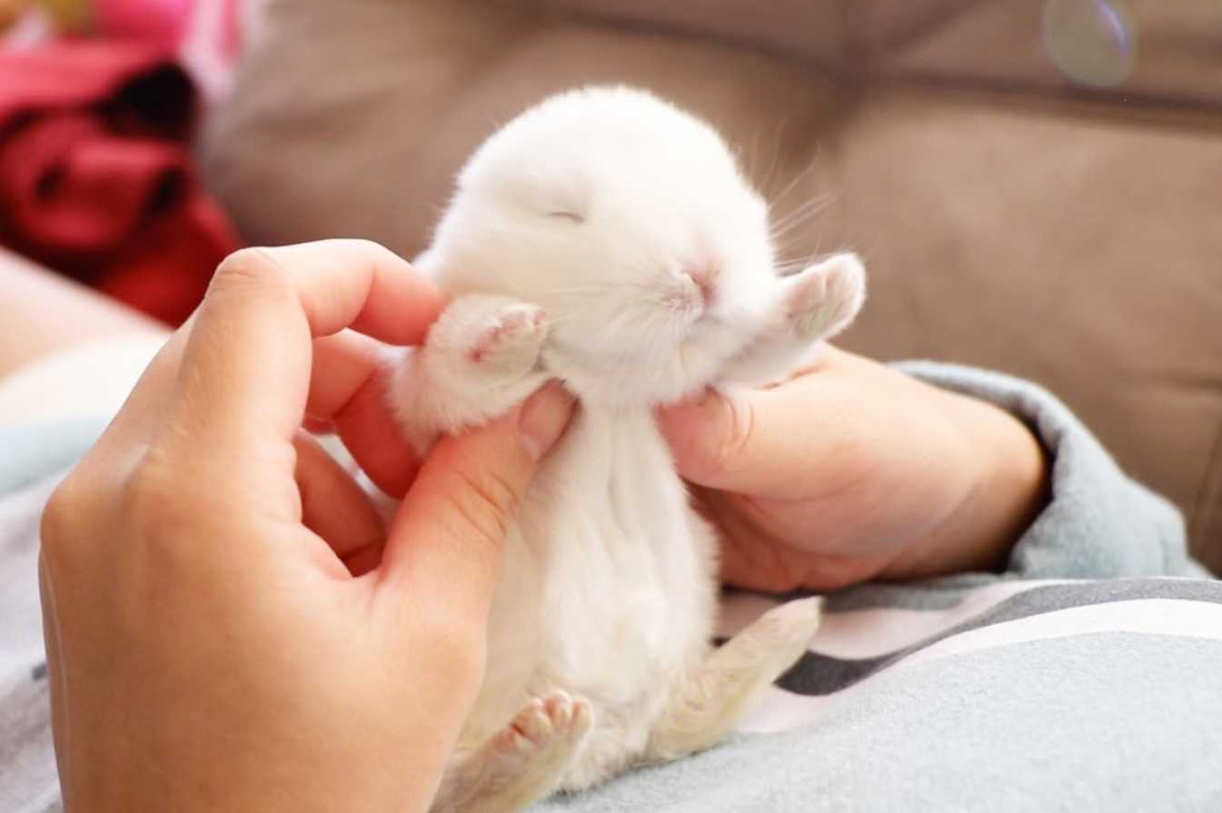 life cycle of a rabbit