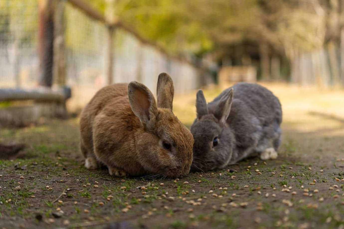 life cycle of rabbit