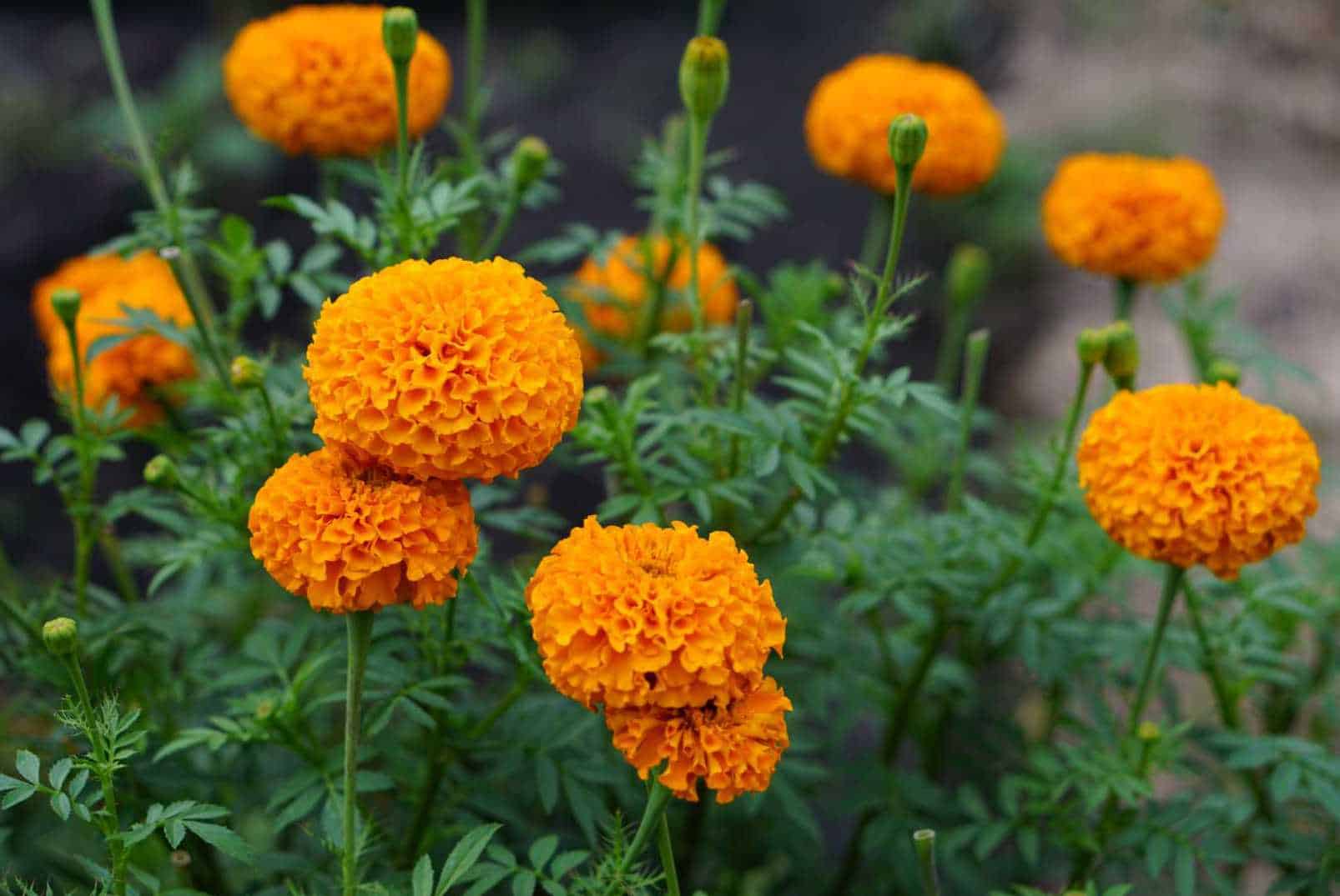 marigolds rabbits