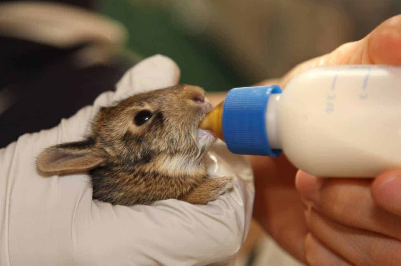 milk for baby rabbits