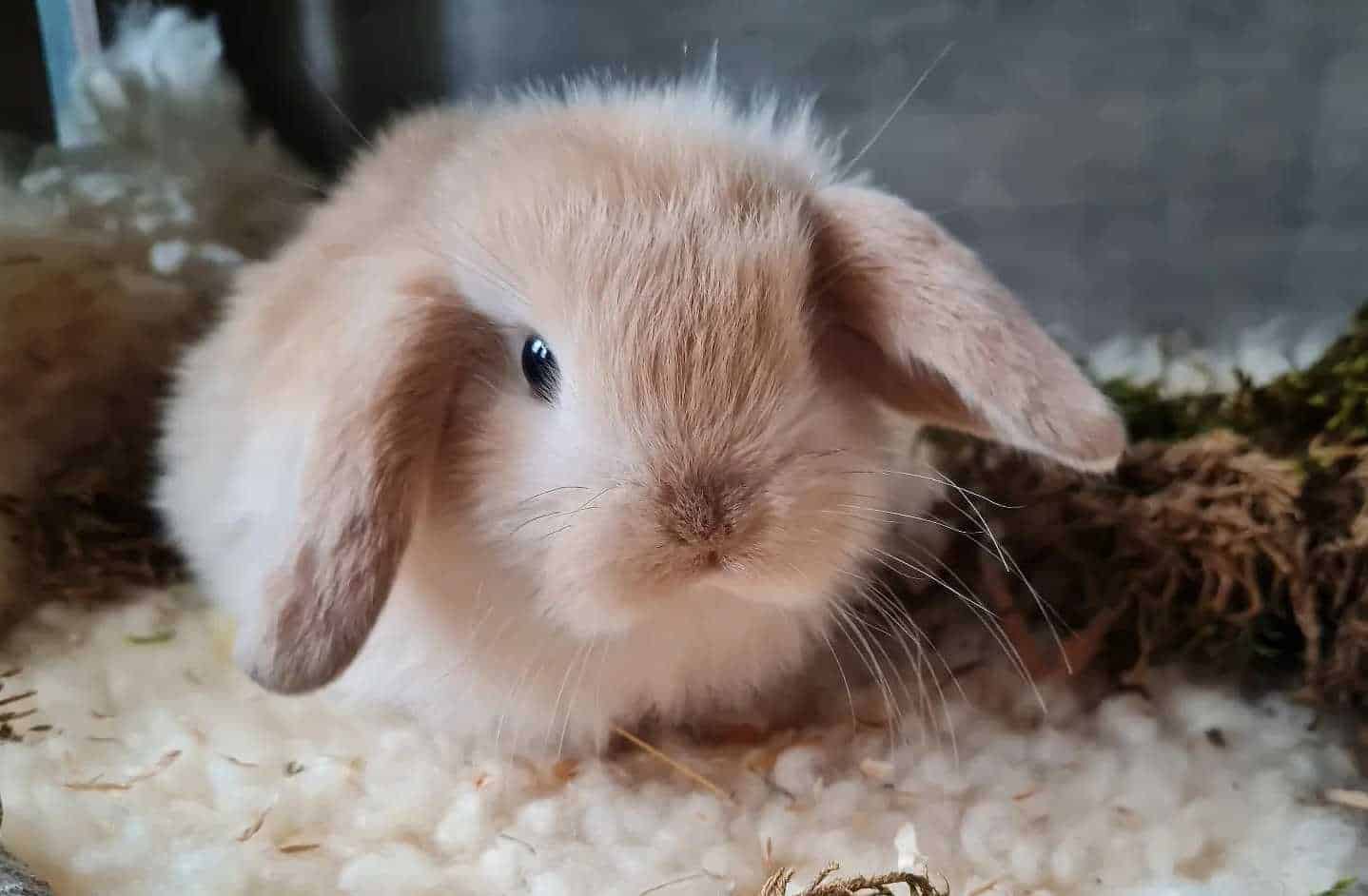 mini lop bunny