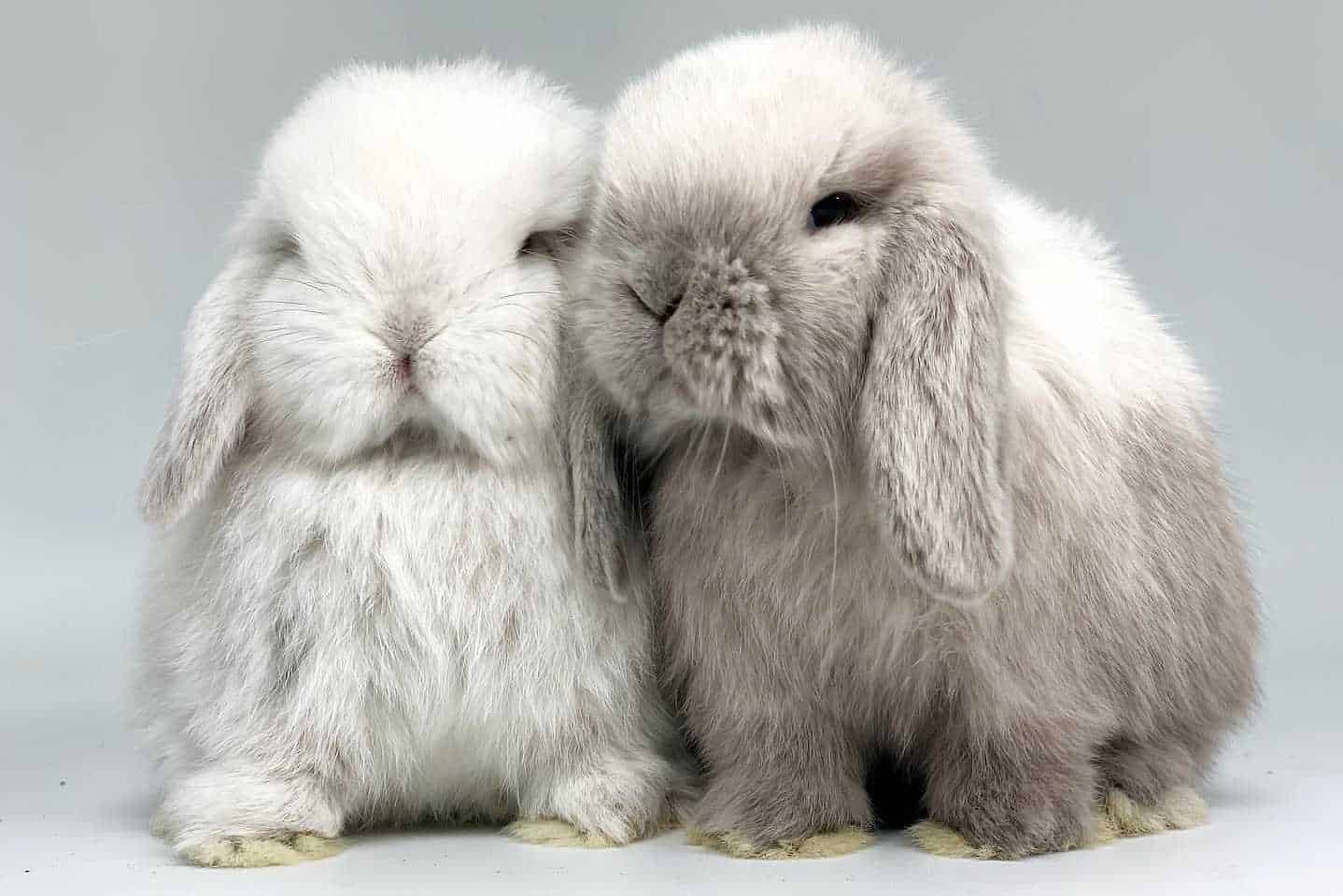 mini lop price