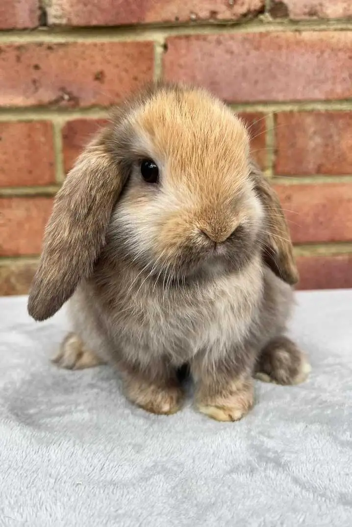 mini lop rabbit