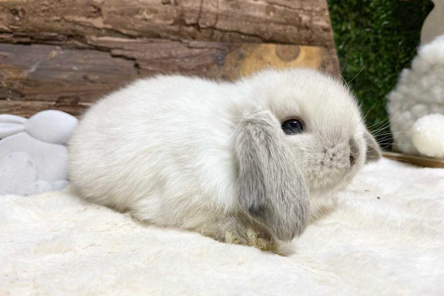 mini lop