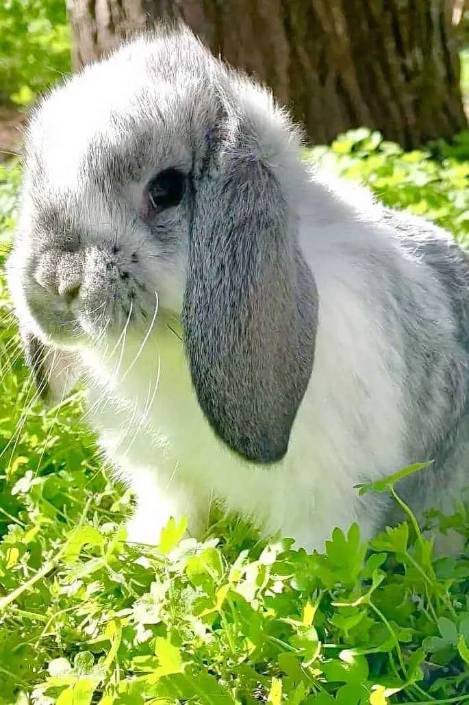 miniature lop