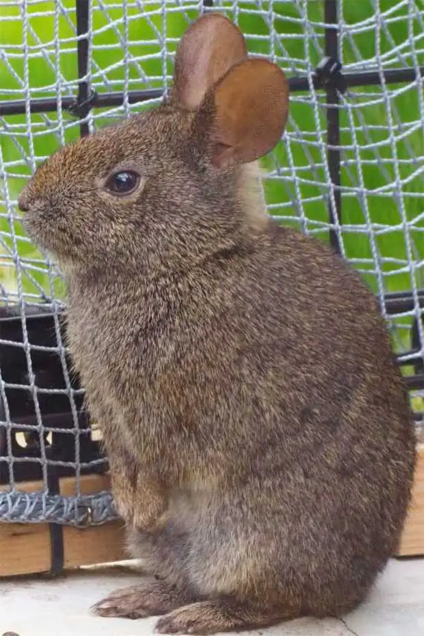 preserving rabbit feet