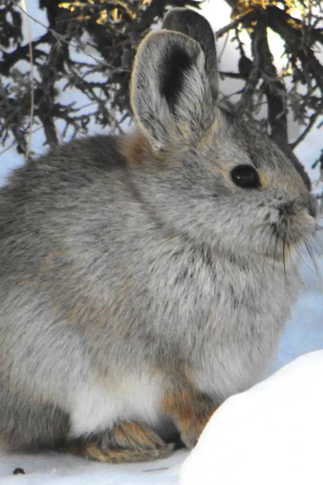 pygmy bunnies