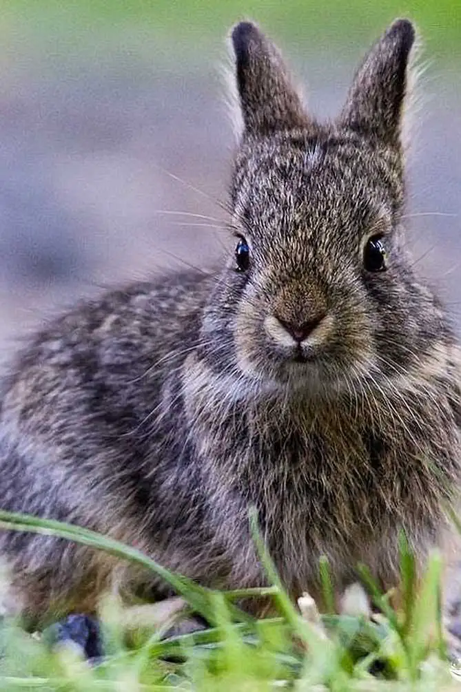 pygmy bunny