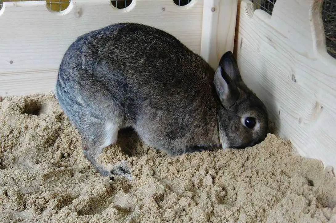 rabbit behaviour signs