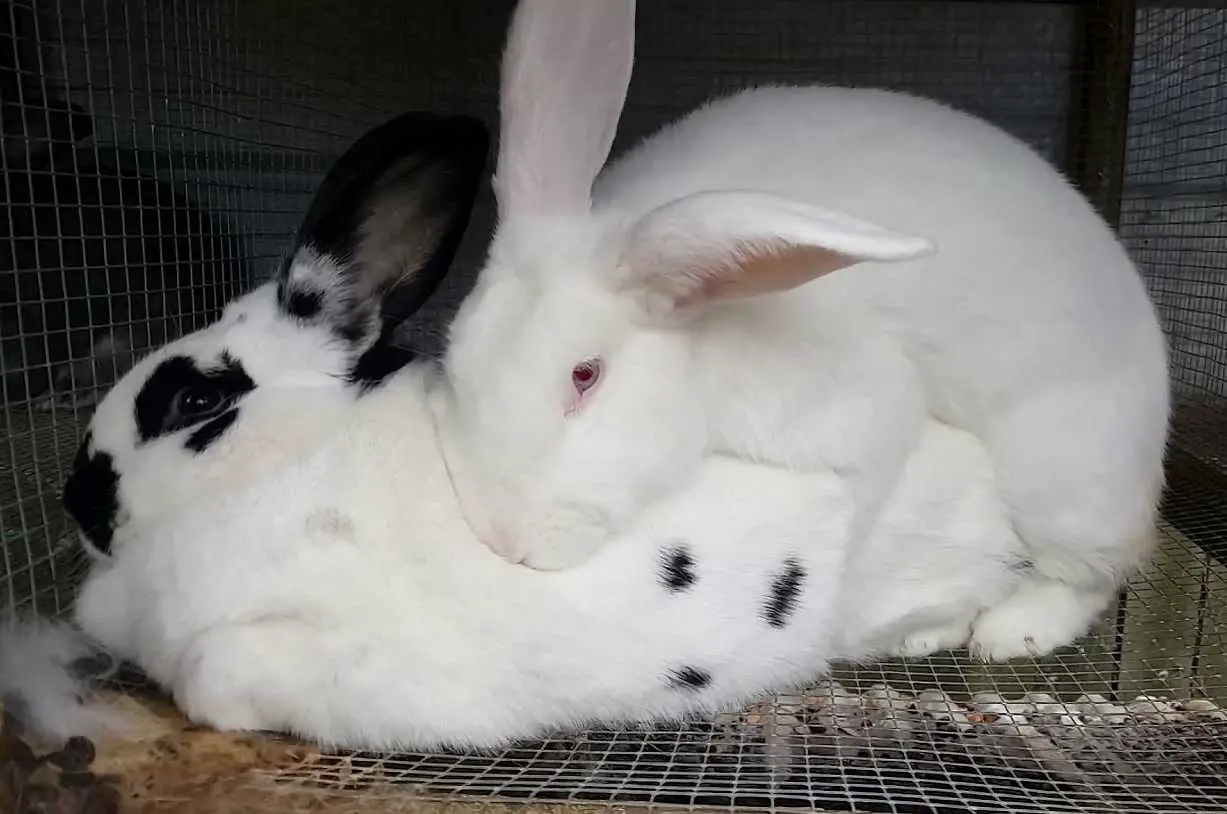 rabbit breeding