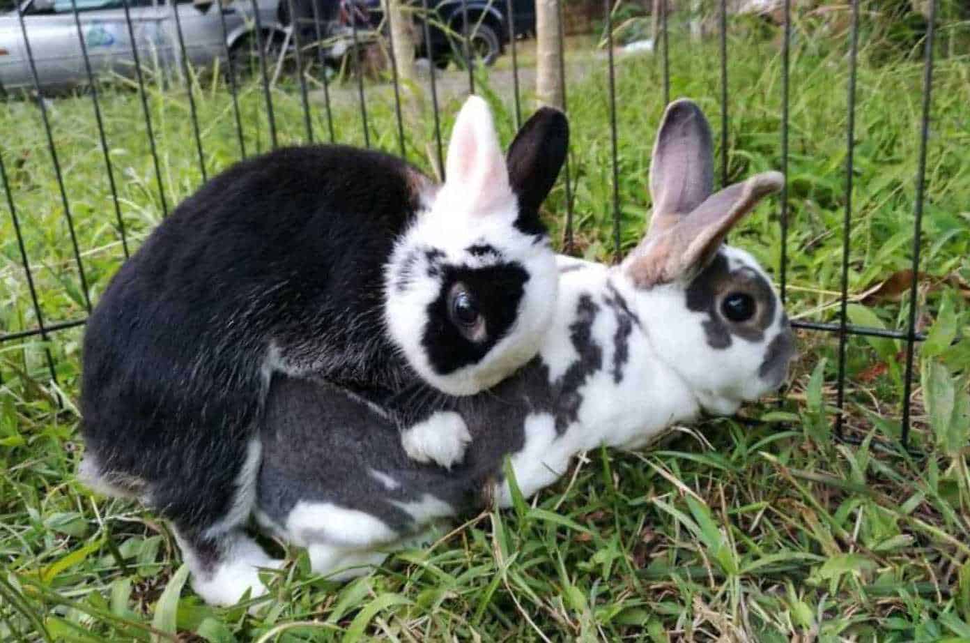 rabbit breeding cycle