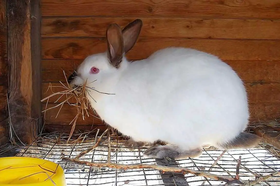 rabbit breeding