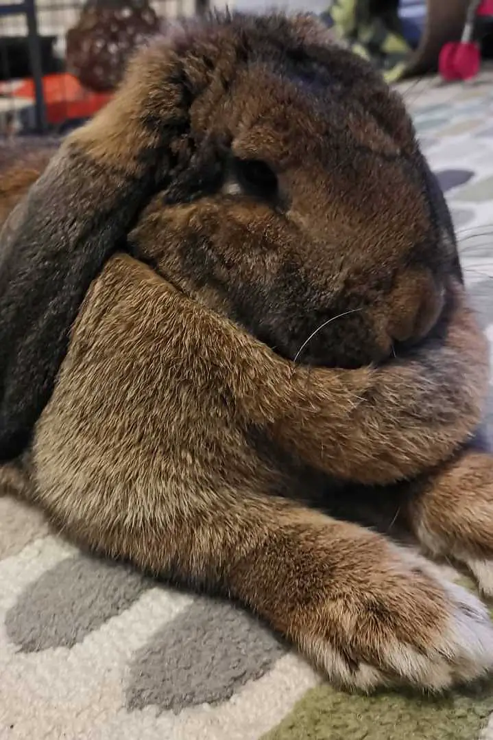 rabbit dewlap