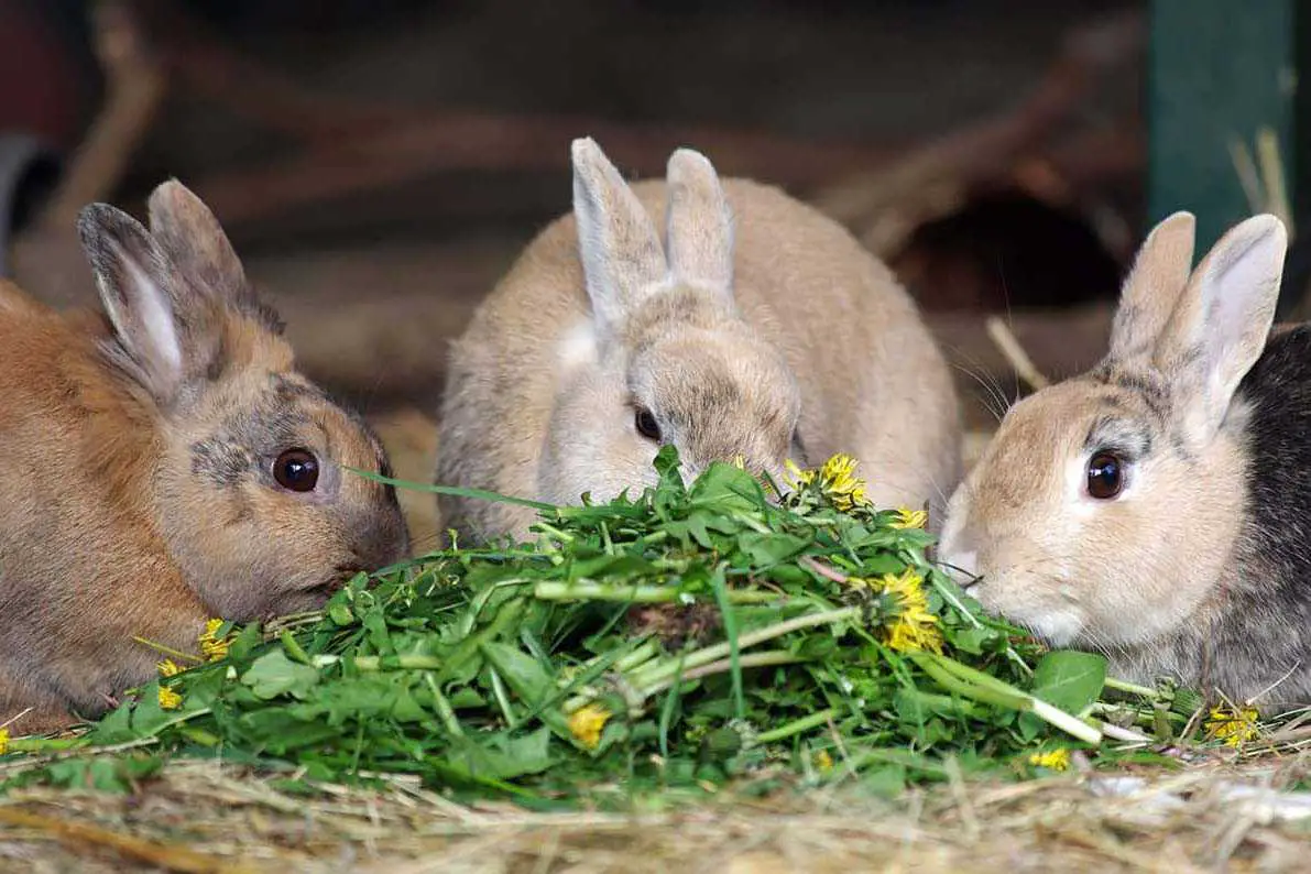 rabbit digestive system