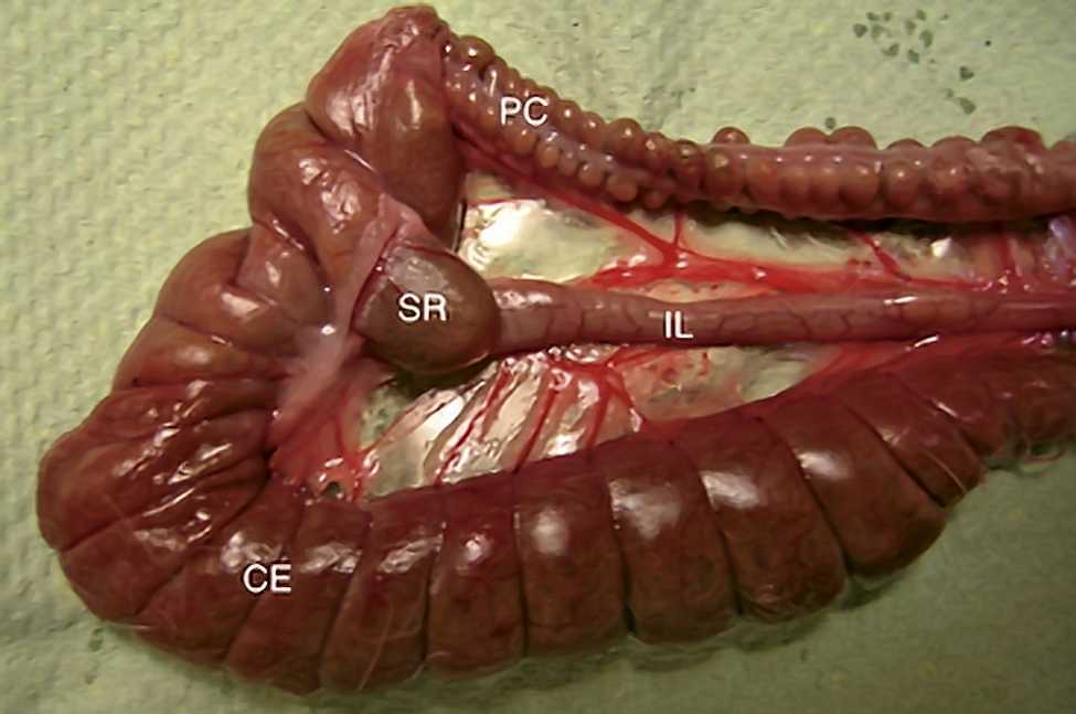 rabbit digestive tract