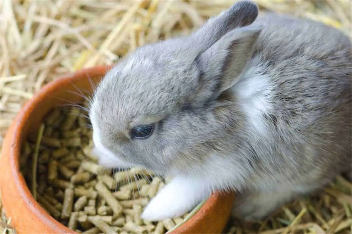 rabbit feeding schedule