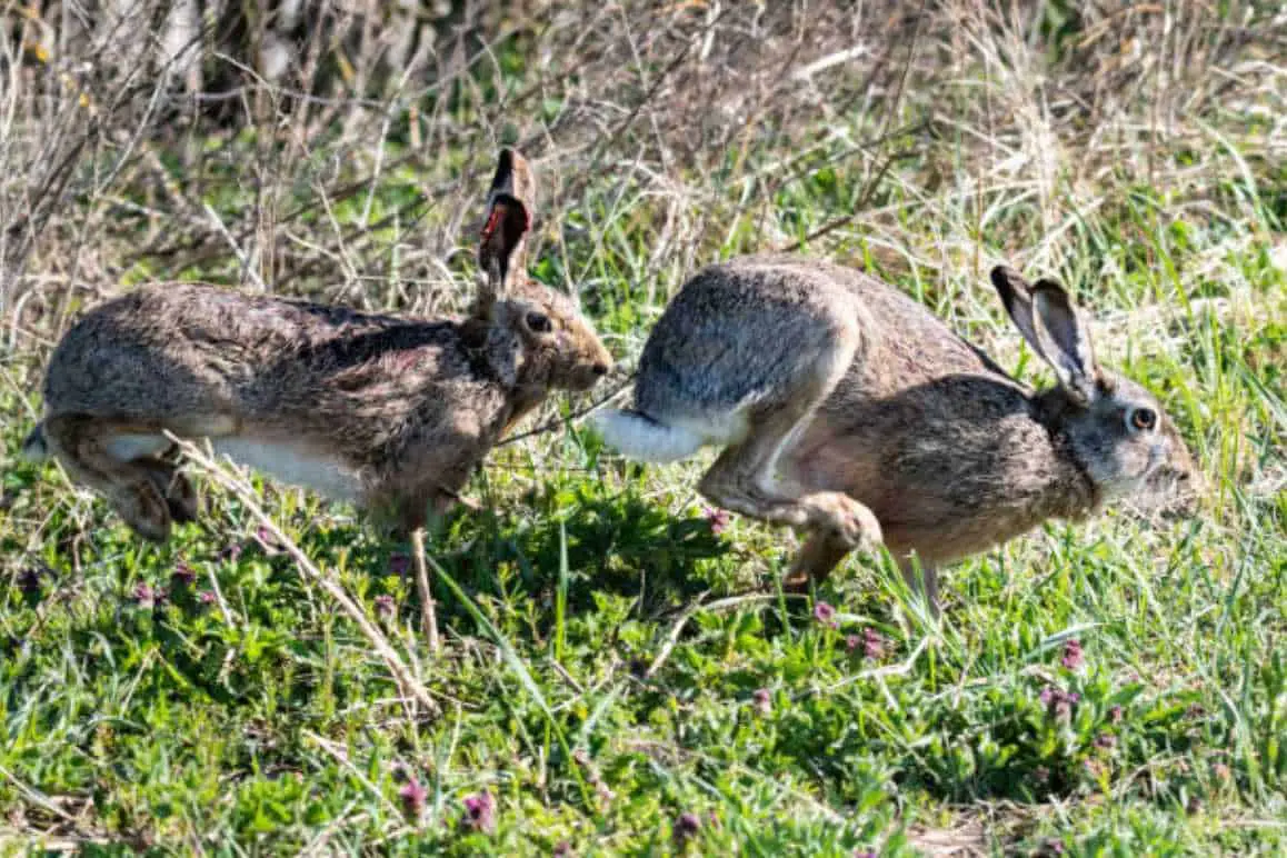 rabbit fight