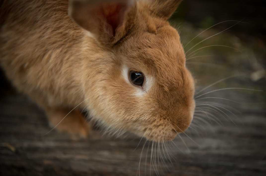 rabbit grinding teeth