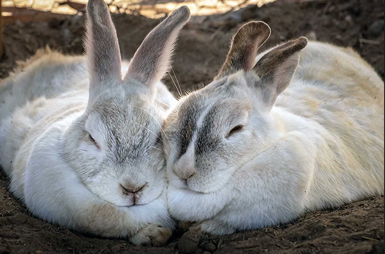 rabbit in the heat