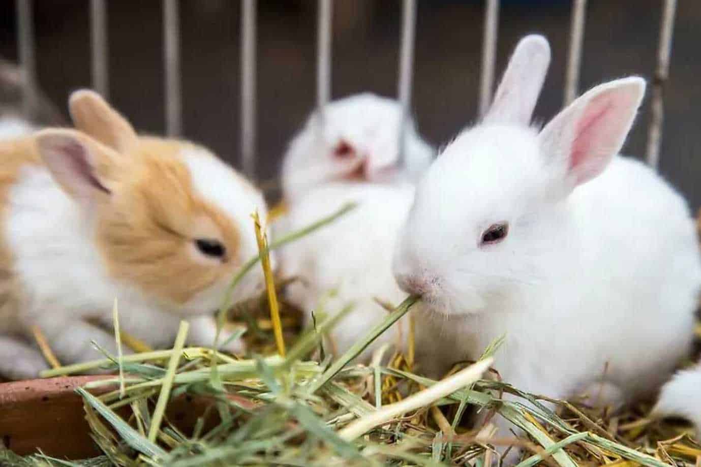 rabbit life cycle