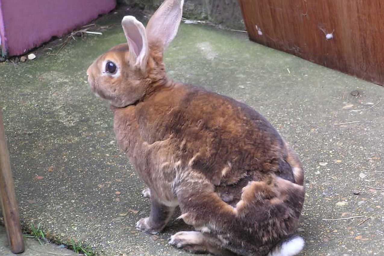 rabbit shedding a lot