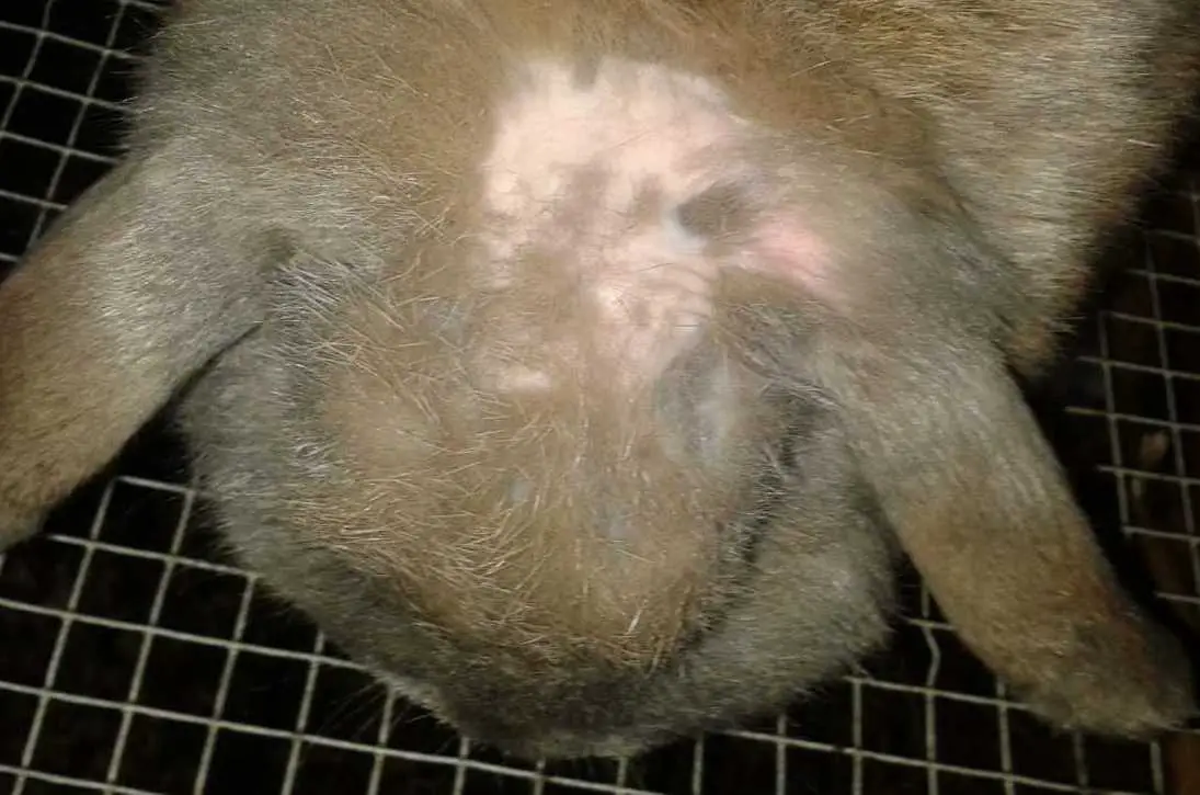 rabbit shedding