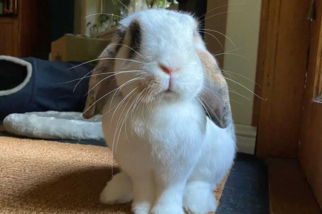 rabbit staring at me