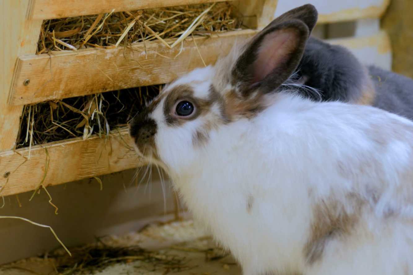 rabbit teeth overgrown