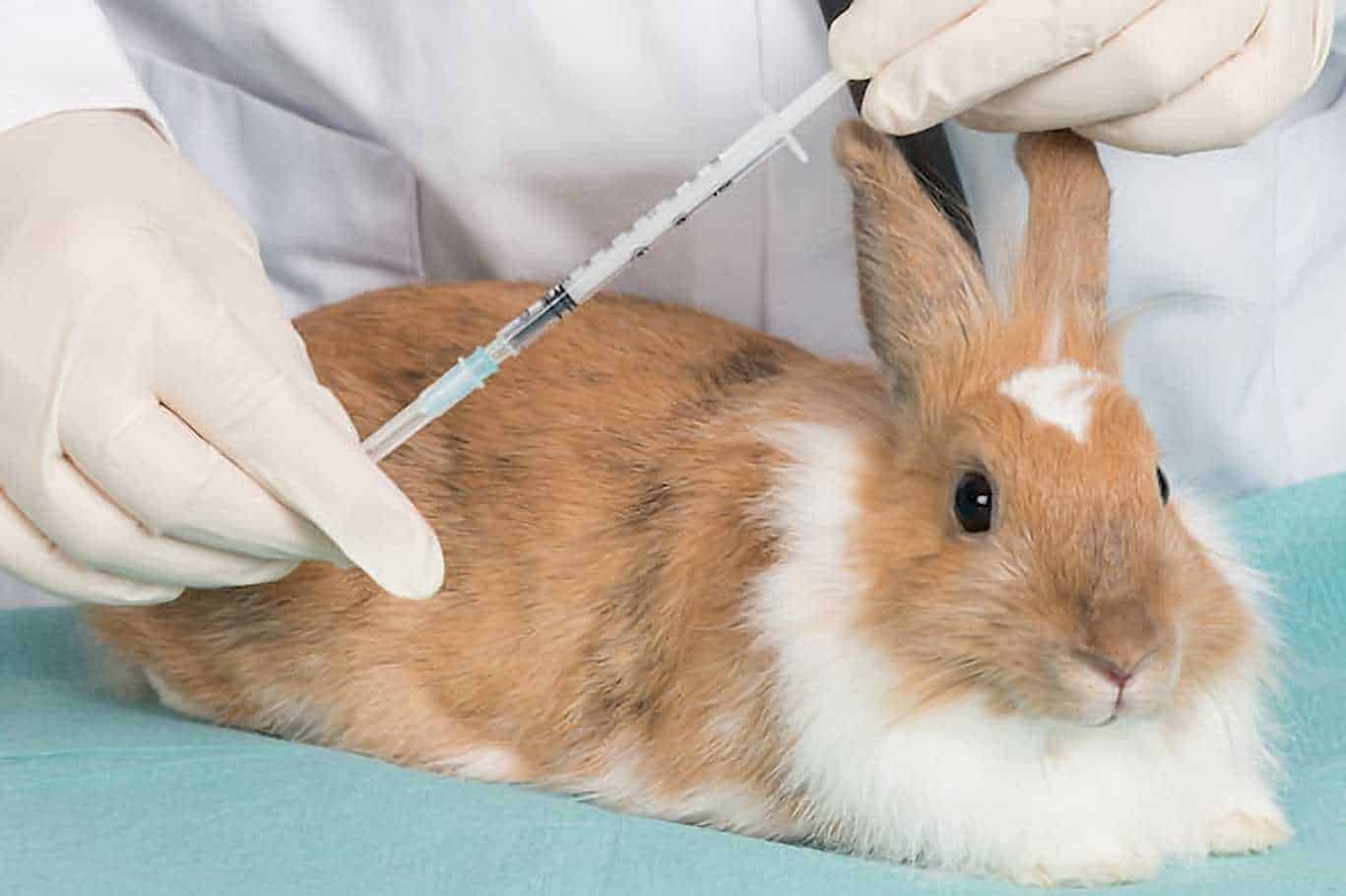 rabbit vaccine