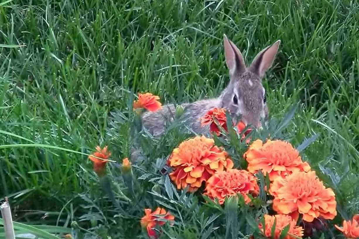 rabbits eating marigolds