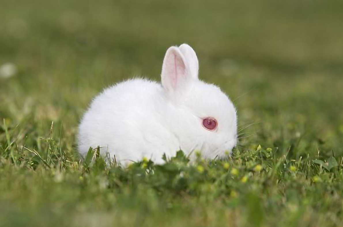 rabbits with red eyes