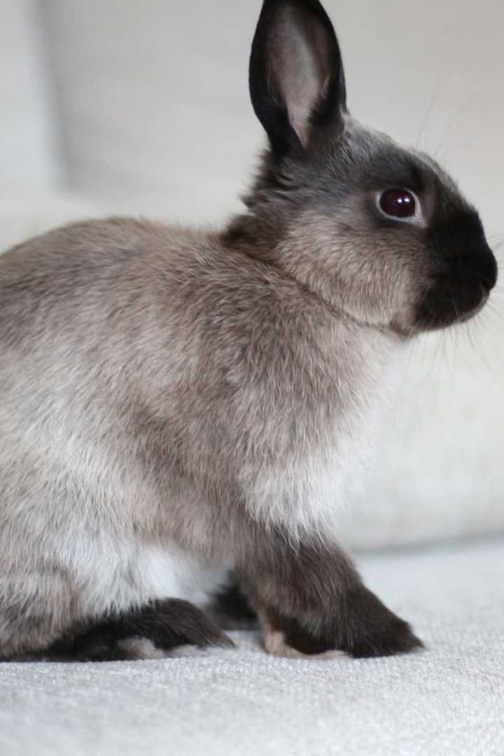 rare bunny breeds