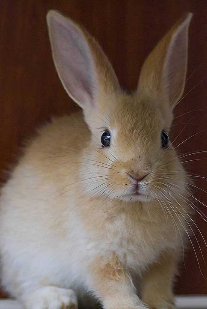 rare bunny