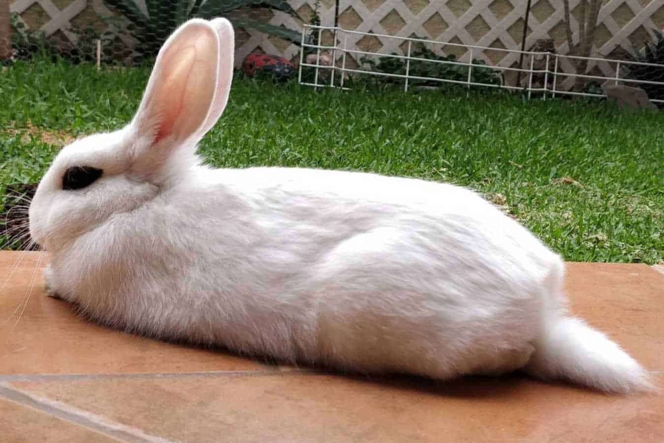 rare rabbit breeds