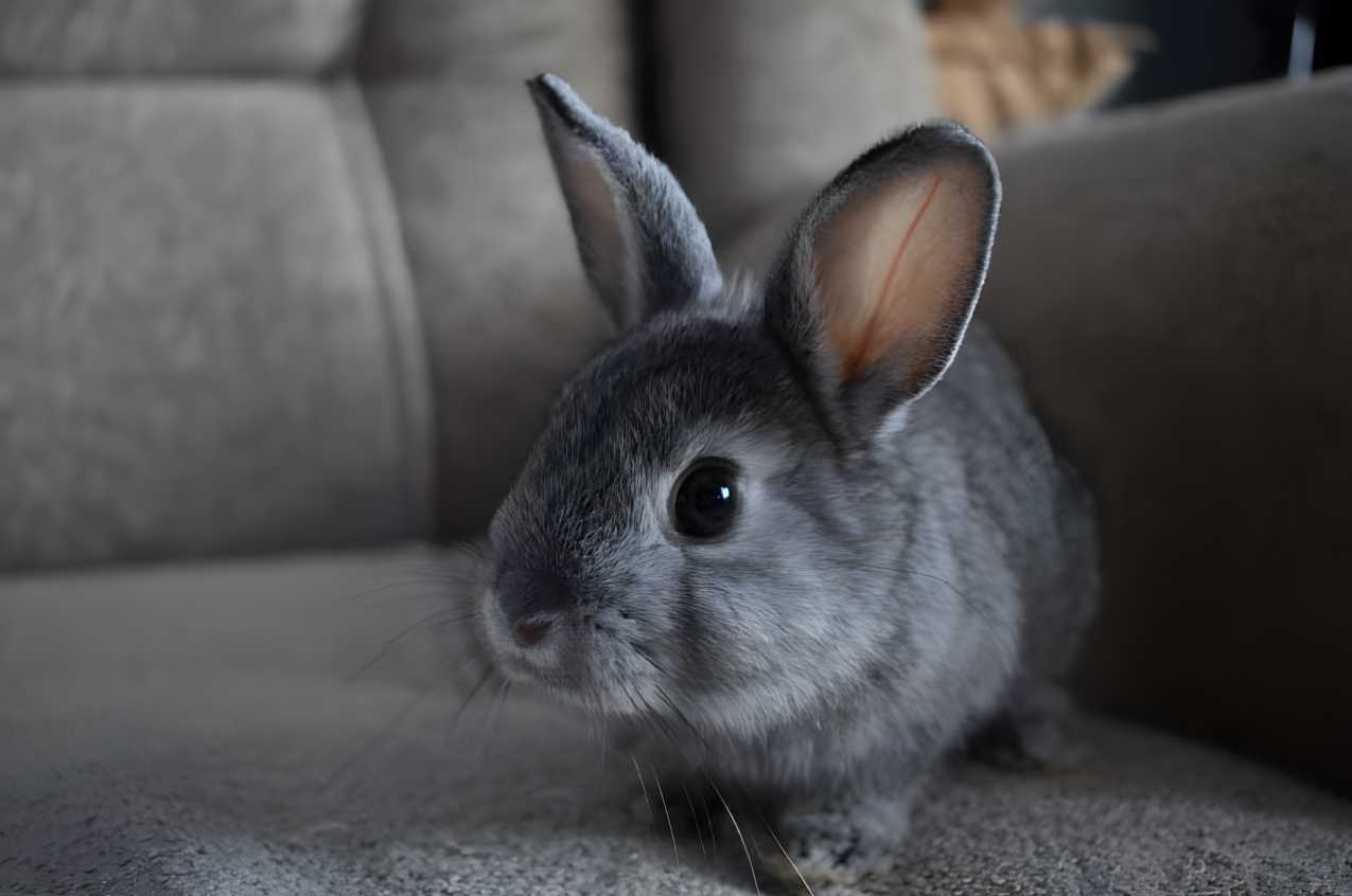 signs of a depressed rabbit