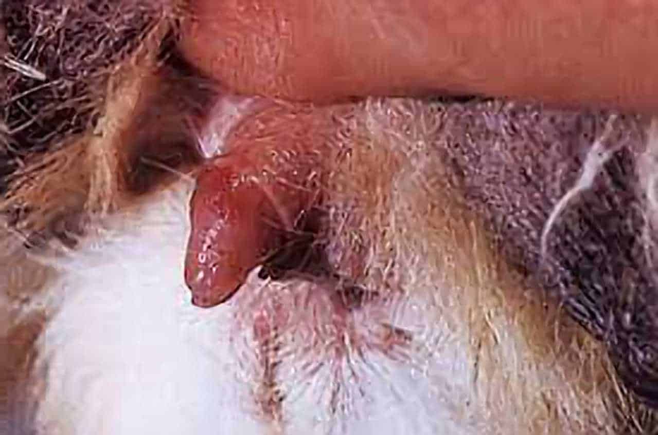 syphilis in rabbits