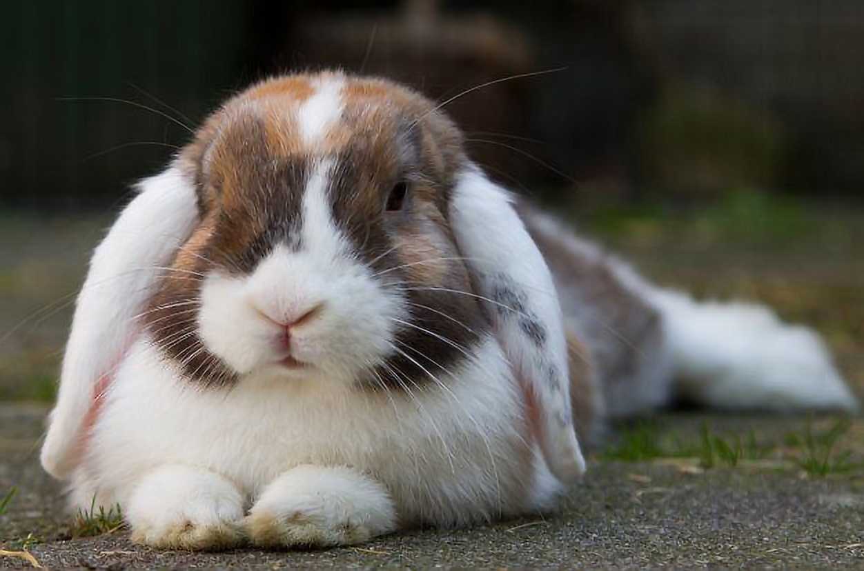 the life cycle of a bunny