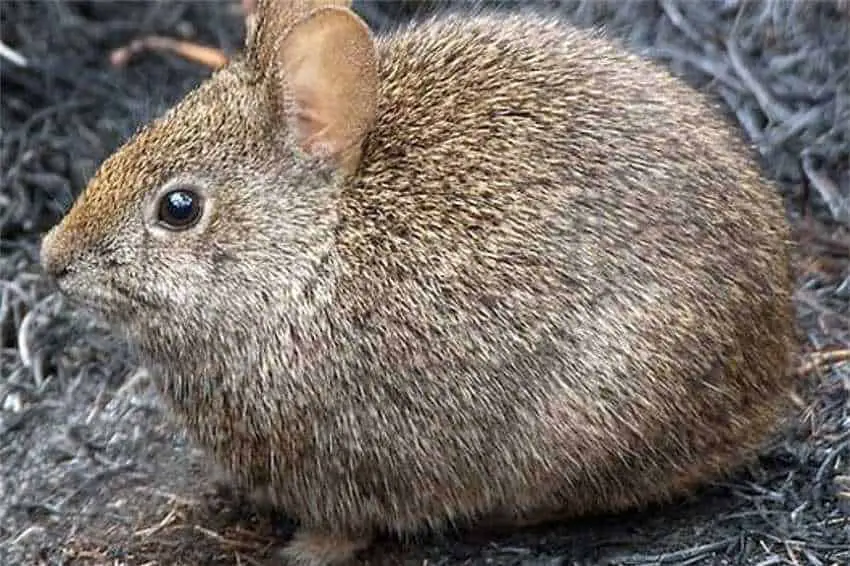 volcano rabbit Breeding