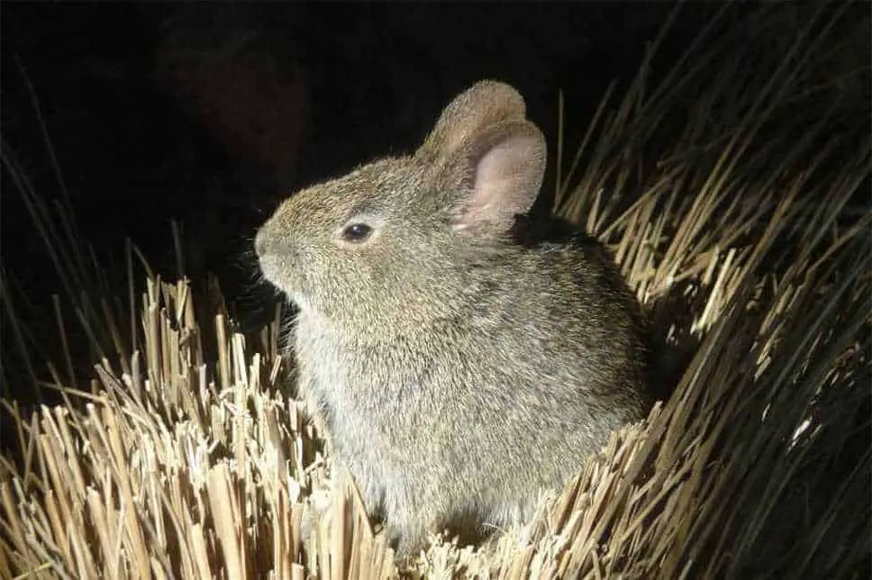 volcano rabbit