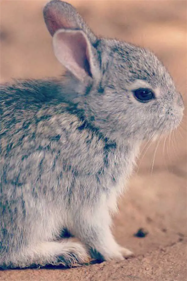 volcano rabbits