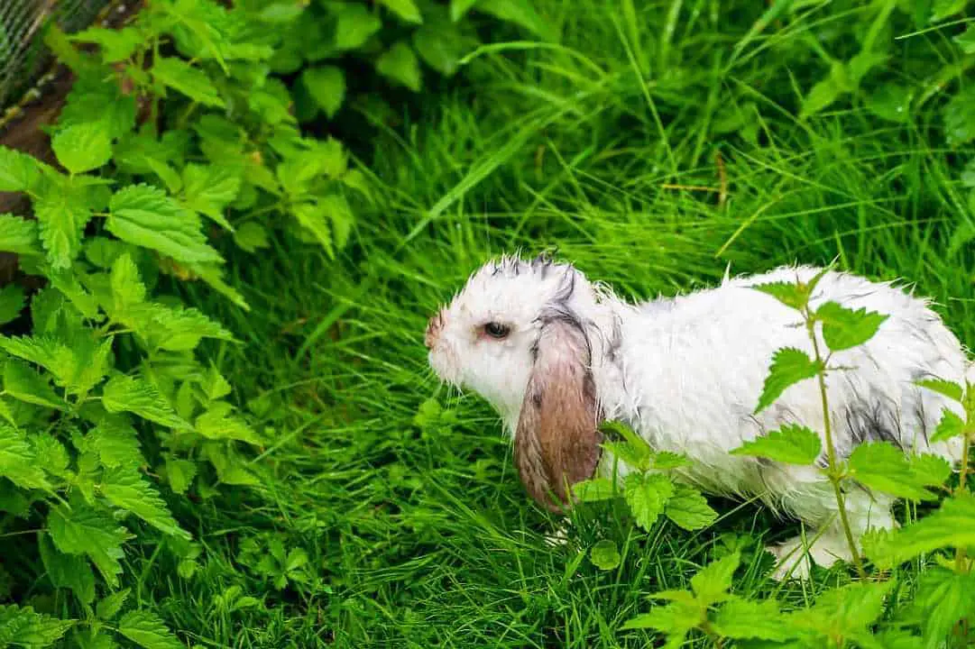 wet rabbit