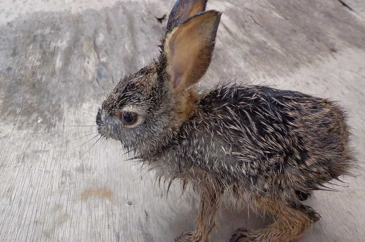 wet rabbits